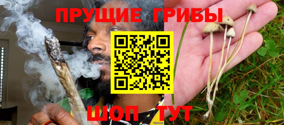 Псилоцибиновые грибы мицелий Тверь